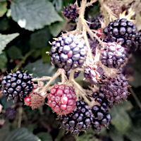 mûres dans le jardin